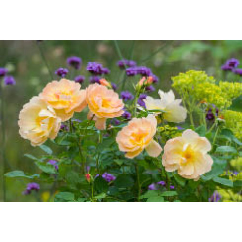 The Lark Ascending™